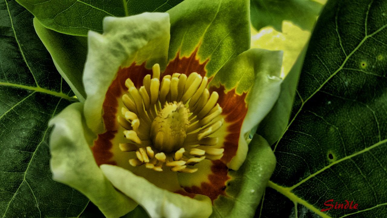 flower, freshness, petal, fragility, flower head, growth, beauty in nature, leaf, close-up, plant, yellow, nature, single flower, blooming, green color, high angle view, in bloom, focus on foreground, pollen, stamen