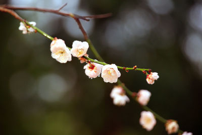 Close-up of cherry blossoms in spring