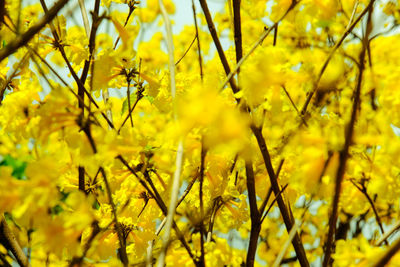 Close-up of yellow flowering plant