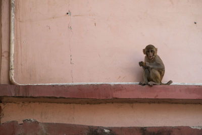 Cat sitting on wall