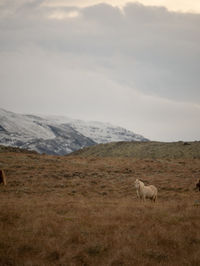 Sheep grazing on field against sky