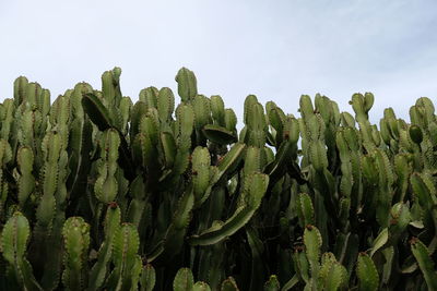 Close-up of succulent plants on field against clear sky