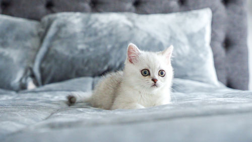 Close-up portrait of white scottish kitten on bed at home