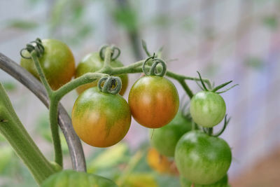 Close-up of tomatoes