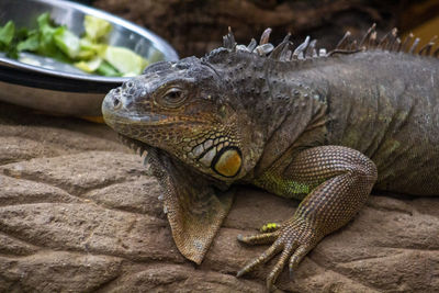 Close-up of a lizard