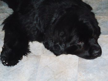 Close-up of black dog relaxing on floor