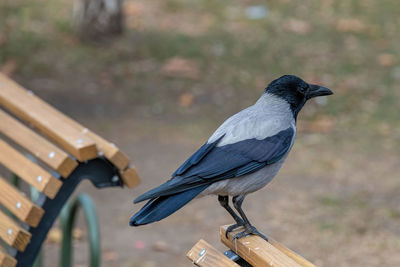 Close-up of bird perching on railing