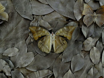 High angle view of dried leaves on plant