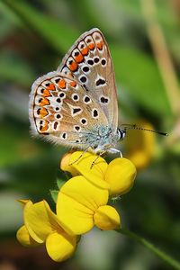 Close-up of butterfly pollinating on flower