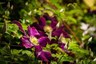 Close-up of purple flowers blooming outdoors