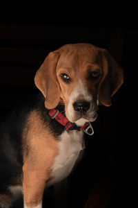 Beagle portrait