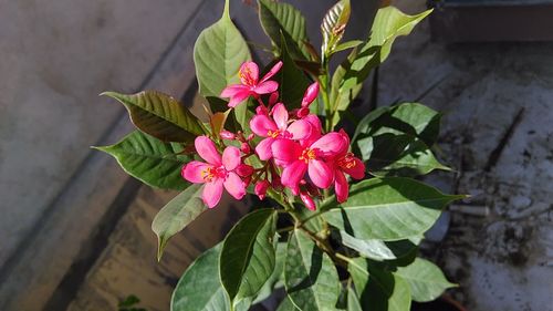 High angle view of pink flowers blooming outdoors