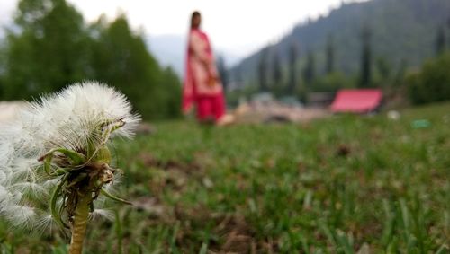 Rear view of cat on field against sky