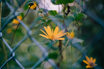 Close-up of yellow flowers blooming outdoors