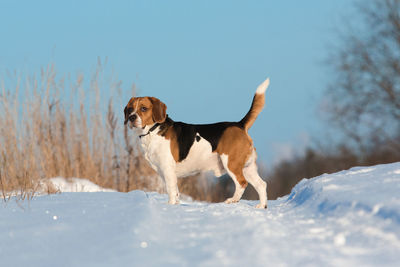 Dog in a snow