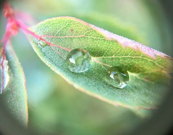 Close-up of caterpillar on leaf