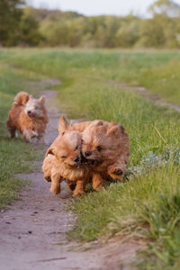 Dogs breed norwich terrier on the walk in the field