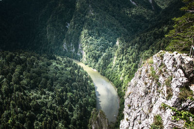 Scenic view of waterfall in forest