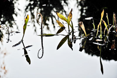 Close-up of flowering plant against lake