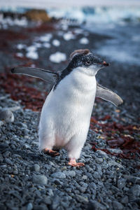 Adelie penguin chick rushing along shingle beach