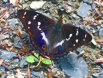 High angle view of butterfly on leaf