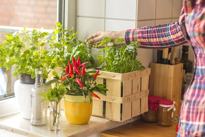 Close-up of pot plants on window sill