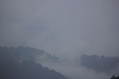 Low angle view of trees against sky