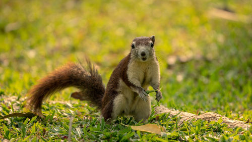 Portrait of squirrel sitting on land