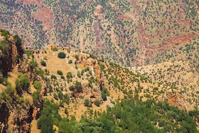 High angle view of trees on land