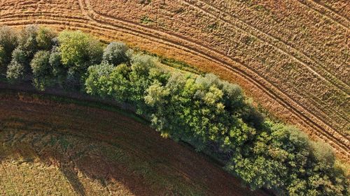 High angle view of trees growing in farm