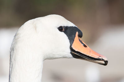 Close-up of swan