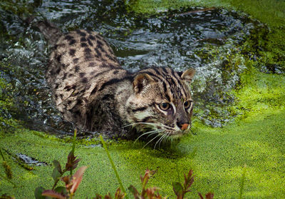 Wild cat in algae covered pond at forest