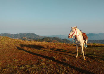 View of a horse on field