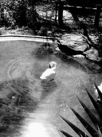 Swan floating on water