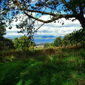 Plants and trees on field against sky