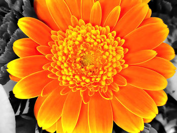 Close-up of orange flowers blooming outdoors