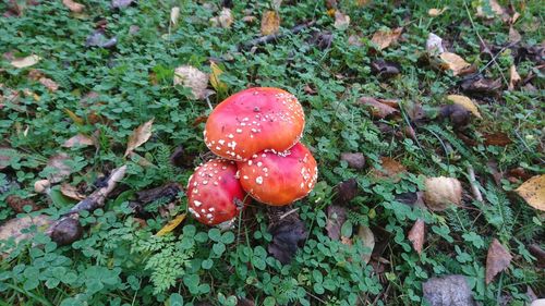 High angle view of mushroom growing on field