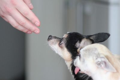 Midsection of man with dog