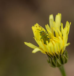 Close-up of yellow flowering plant