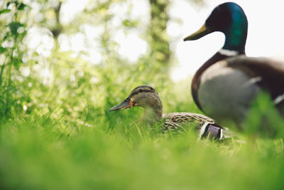 Side view of mallard ducks on grassy field