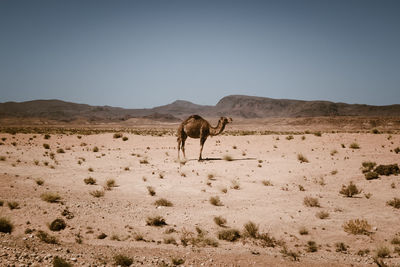 Camel walking on sand at desert against clear sky