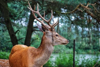 Close-up of deer in forest