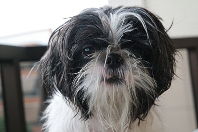 Close-up of shih tzu 