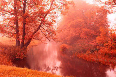 Scenic view of waterfall in forest during autumn