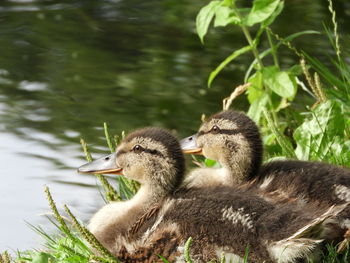 Ducks in a lake