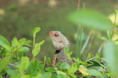 Close-up of a lizard on land