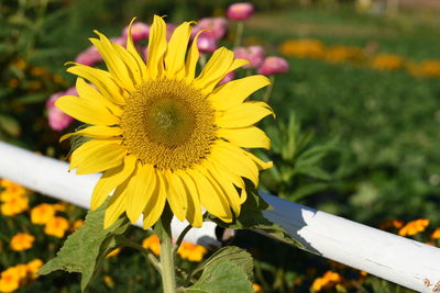 Close-up of fresh sunflower blooming outdoors