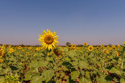 Yellow flowering plants on field against clear sky