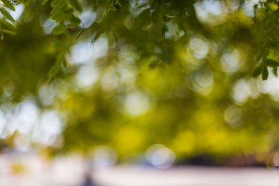 Defocused image of tree