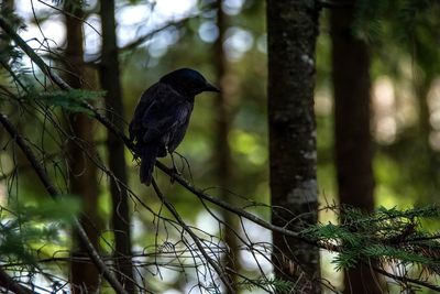 Bird perching on branch